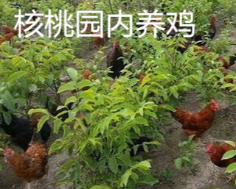 核桃树套种