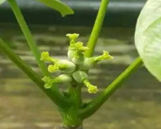 顶端优势