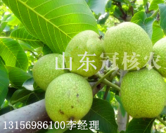 冠核一号大树穗状结果
