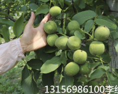 结果量