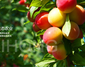 杭州富阳海洪生态农业开发有限公司