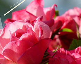 潍坊市潍城区玫瑰田园家庭农场有限公司