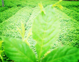 安康康元医药科技有限公司