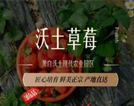 沃土现代农业园区草莓基地