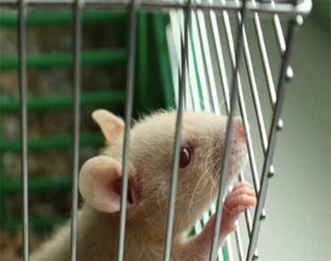 吉林省金泰美迪生物技术有限公司