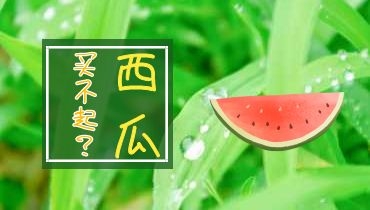 直击行业 | 西瓜贵到买不起？怎么回事？